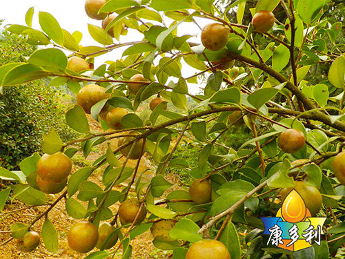 有机油茶基地3 有机油茶基地3