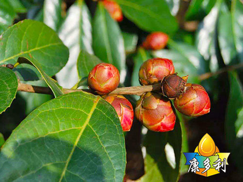 有机油茶基地5 有机油茶基地5