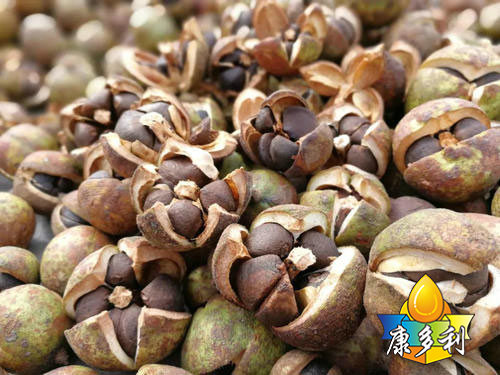 有机油茶基地8 有机油茶基地8