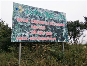 永乐高60net官方网站,油茶种植生产加工销售,植物油种植生产加工销售